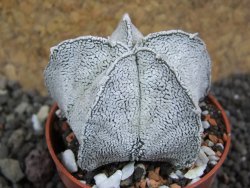 Astrophytum coahuilense snow (Super Coahuilense), pot 5,5 cm