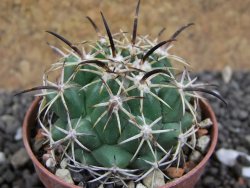 Coryphantha tripugionacantha PP1012 Tepetatita, Zac. pot 5,5 cm