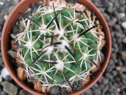 Coryphantha tripugionacantha PP1012 Tepetatita, Zac. pot 5,5 cm cm - 12397302