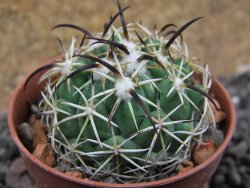 Coryphantha tripugionacantha PP1012 Tepetatita, Zac. pot 5,5 cm cm