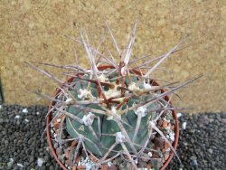 Gymnocalycium armatum, pot 10,5 cm