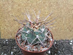 Gymnocalycium armatum, pot 10,5 cm - 12397305