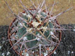 Gymnocalycium armatum, pot 10,5 cm - 12397307