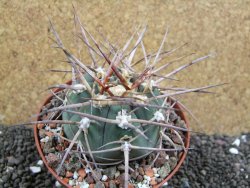 Gymnocalycium armatum, pot 10,5 cm - 12397308