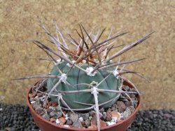 Gymnocalycium armatum, pot 10,5 cm - 12397309