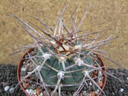 Gymnocalycium armatum, pot 10,5 cm - 12397310