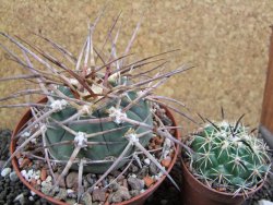 Gymnocalycium armatum, pot 10,5 cm - 12397311