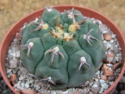 Gymnocalycium vatteri unguispinum, pot 6,5 cm - 12397328