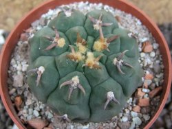 Gymnocalycium vatteri unguispinum, pot 6,5 cm - 12397329