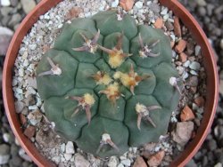 Gymnocalycium vatteri unguispinum, pot 6,5 cm - 12397330