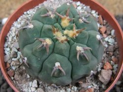 Gymnocalycium vatteri unguispinum, pot 6,5 cm - 12397331