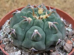 Gymnocalycium vatteri unguispinum, pot 6,5 cm