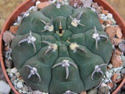 Gymnocalycium vatteri unguispinum, pot 6,5 cm - 12397333