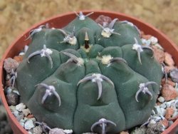 Gymnocalycium vatteri unguispinum, pot 6,5 cm - 12397334