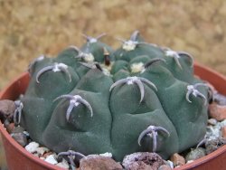 Gymnocalycium vatteri unguispinum, pot 6,5 cm