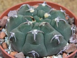 Gymnocalycium vatteri unguispinum, pot 6,5 cm - 12397336