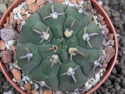 Gymnocalycium vatteri unguispinum, pot 6,5 cm - 12397337