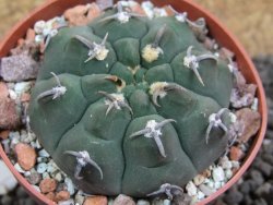 Gymnocalycium vatteri unguispinum, pot 6,5 cm - 12397338