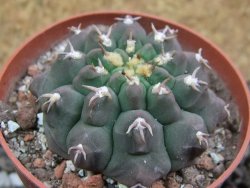 Gymnocalycium vatteri unguispinum, pot 6,5 cm