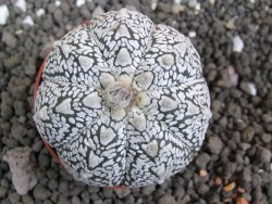 Astrophytum Super Kabuto hybrid Snow pot 5,5 cm - 12397390