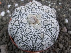 Astrophytum Super Kabuto hybrid Snow pot 5,5 cm - 12397391