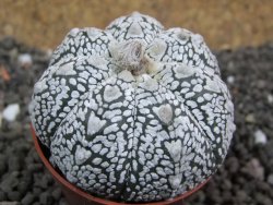Astrophytum Super Kabuto hybrid Snow pot 5,5 cm - 12397392
