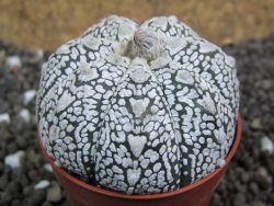 Astrophytum Super Kabuto hybrid Snow pot 5,5 cm - 12397393