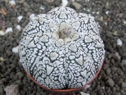 Astrophytum Super Kabuto hybrid Snow pot 5,5 cm - 12397394