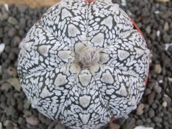 Astrophytum Super Kabuto hybrid Snow pot 5,5 cm - 12397395