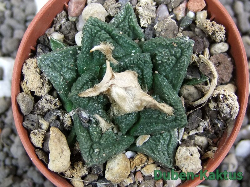 Ariocarpus fissuratus Cuatro Cienegas pot 5,5 cm - 12397401