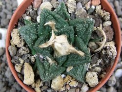 Ariocarpus fissuratus Cuatro Cienegas pot 5,5 cm