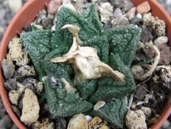 Ariocarpus fissuratus Cuatro Cienegas pot 5,5 cm - 12397402