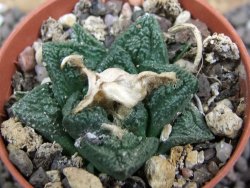 Ariocarpus fissuratus Cuatro Cienegas pot 5,5 cm - 12397403