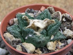 Ariocarpus fissuratus Cuatro Cienegas pot 5,5 cm - 12397404