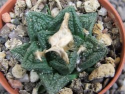 Ariocarpus fissuratus Cuatro Cienegas pot 5,5 cm - 12397405