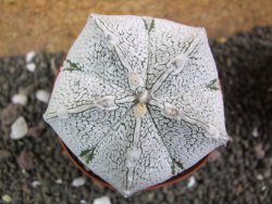 Astrophytum coahuilense snow (Super Coahuilense), pot 8 cm