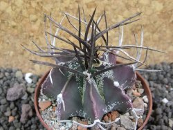 Astrophytum niveum nudum pot 7 cm