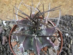 Astrophytum niveum nudum pot 7 cm - 12397431