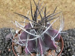 Astrophytum niveum nudum pot 7 cm - 12397432