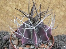 Astrophytum niveum nudum pot 7 cm - 12397433