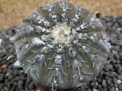 Gymnocalycium platygonum Salinas Grande pot 5,5 cm