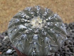 Gymnocalycium platygonum Salinas Grande pot 5,5 cm - 12397510