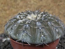 Gymnocalycium platygonum Salinas Grande pot 5,5 cm - 12397511