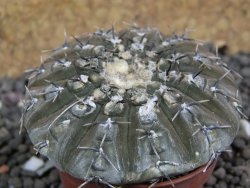 Gymnocalycium platygonum Salinas Grande pot 5,5 cm - 12397512