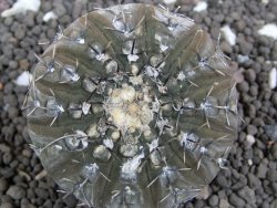 Gymnocalycium platygonum Salinas Grande pot 5,5 cm - 12397513