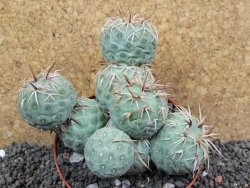Tephrocactus geometricus XXL pot 10 cm - 12397514