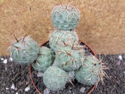 Tephrocactus geometricus XXL pot 10 cm - 12397515