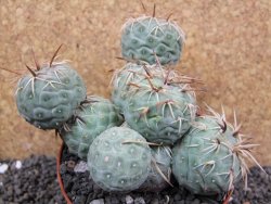 Tephrocactus geometricus XXL pot 10 cm