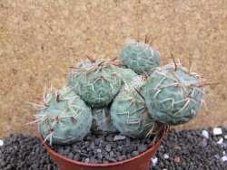 Tephrocactus geometricus XXL pot 10 cm - 12397517