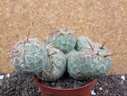 Tephrocactus geometricus XXL pot 10 cm - 12397518